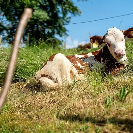 Danielenhof Апартаменты *