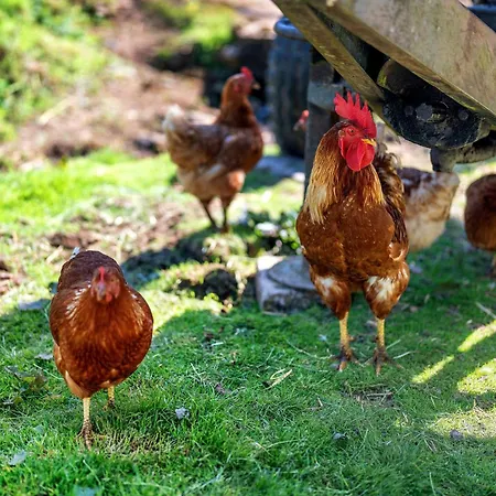 Danielenhof Фрайамт